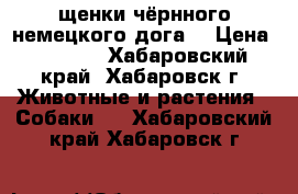 щенки чёрнного немецкого дога. › Цена ­ 7 000 - Хабаровский край, Хабаровск г. Животные и растения » Собаки   . Хабаровский край,Хабаровск г.